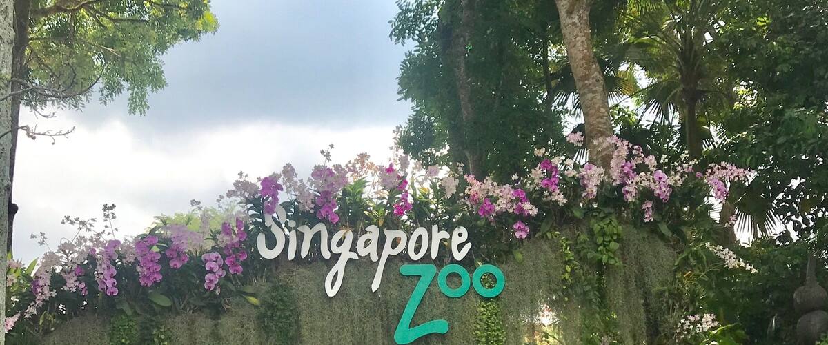 A wall with 'Singapore Zoo' written on it, surrounded by greenery and purple flowers.
