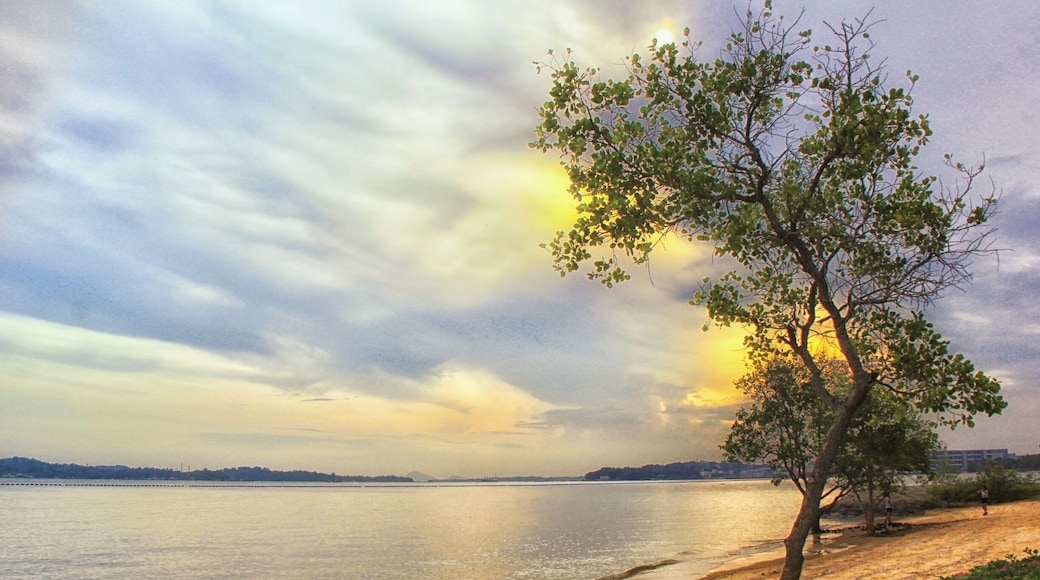 It is great to be back home that I miss most from relatives and friends in Singapore, I have the benefit of having home in 3 different countries, England, Singapore and Hong Kong. An unexplored land on earth - Pasir Ris Park where there is a beautiful sea n beach, wildlife, mangrove swamp and etc.
#Singapore #landscape #Asia #travel #nationalpark #hiking #water #MyCity #myhometown