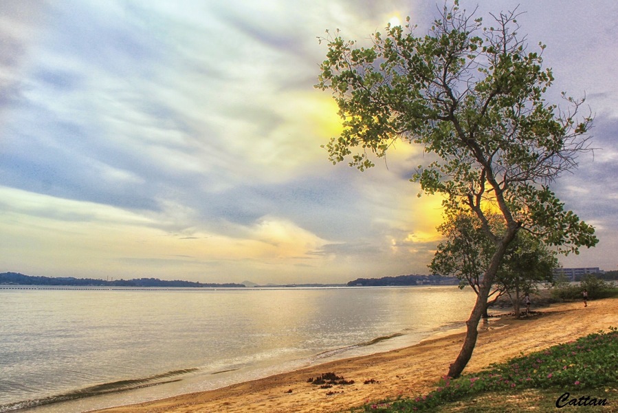 It is great to be back home that I miss most from relatives and friends in Singapore, I have the benefit of having home in 3 different countries, England, Singapore and Hong Kong. An unexplored land on earth - Pasir Ris Park where there is a beautiful sea n beach, wildlife, mangrove swamp and etc.
#Singapore #landscape #Asia #travel #nationalpark #hiking #water #MyCity #myhometown
