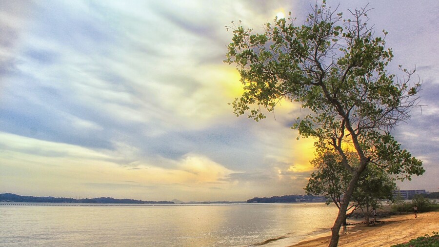 It is great to be back home that I miss most from relatives and friends in Singapore, I have the benefit of having home in 3 different countries, England, Singapore and Hong Kong. An unexplored land on earth - Pasir Ris Park where there is a beautiful sea n beach, wildlife, mangrove swamp and etc.
#Singapore #landscape #Asia #travel #nationalpark #hiking #water #MyCity #myhometown