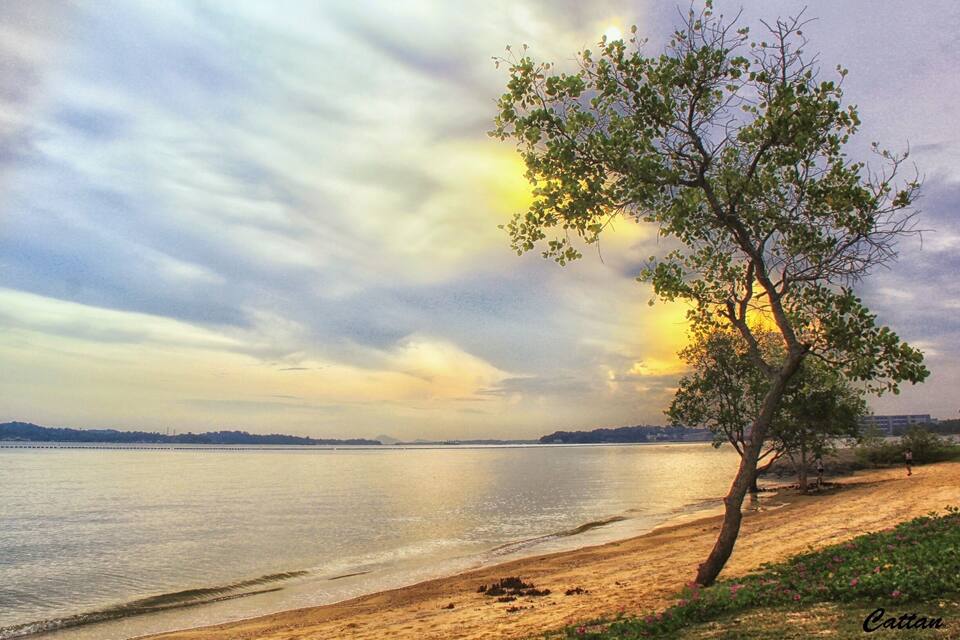 Una spiaggia con un albero, acqua calma e un tramonto.