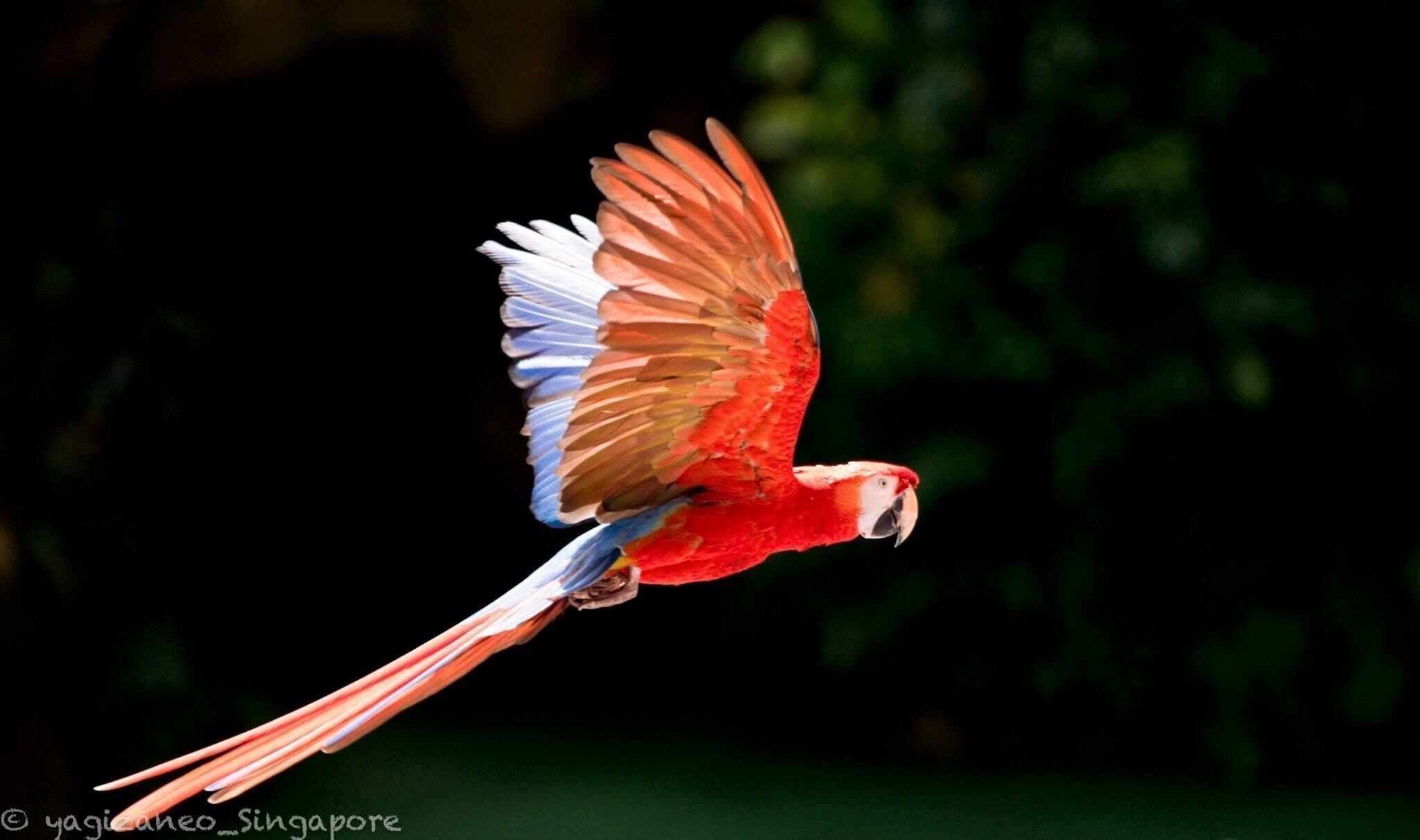 Catch its flight during the show at this lovely park! Twice dAily..not to be missed! #birdpark #singapore 