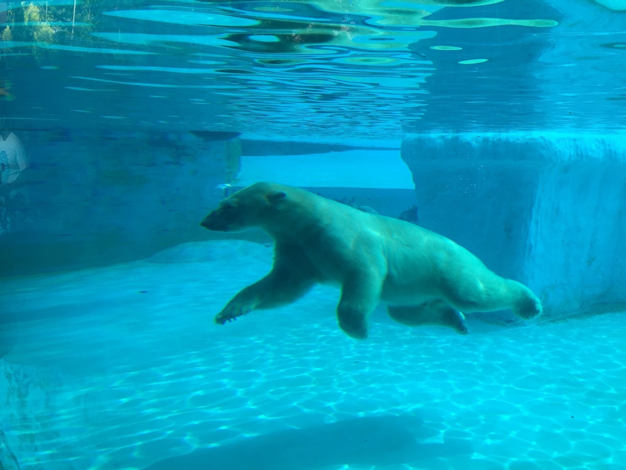 That's a Polar Bear swimming in his isolated huge swimming pool. #waterlust