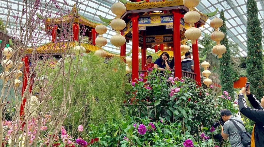 The theme is DAHLIA DREAMS.