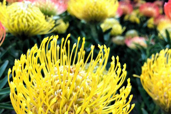 Near the Marina Bay Sands, the Flower Dome in the Gardens by the Bay is an amazing display of unique and colorful flora. If you get the Singapore City Pass it's one of the places you can select for free. #LifeAtExpediaGroup