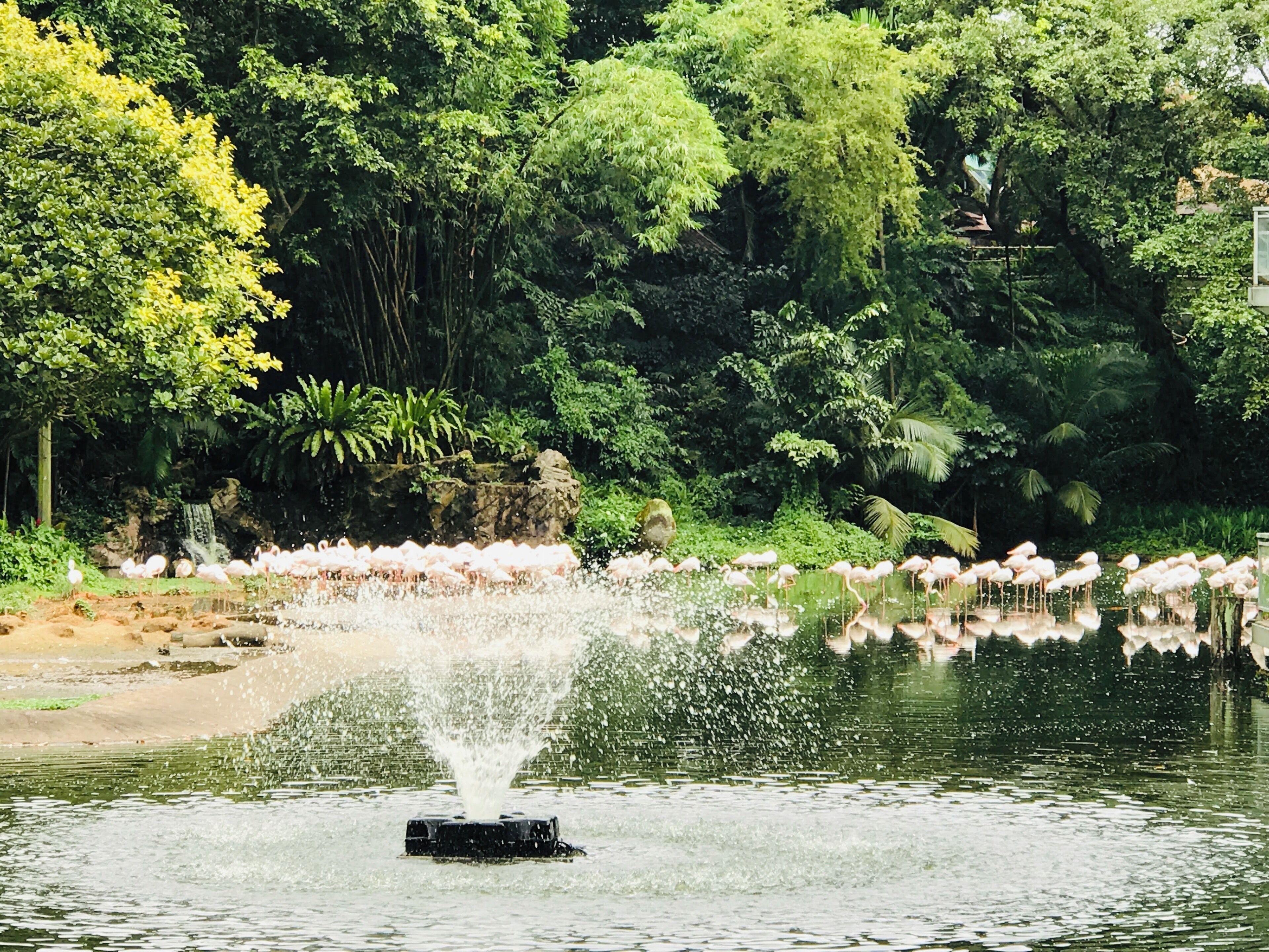 The birds here are kept very close to nature. There a wide variety of exotic birds that can be found here. #trovember