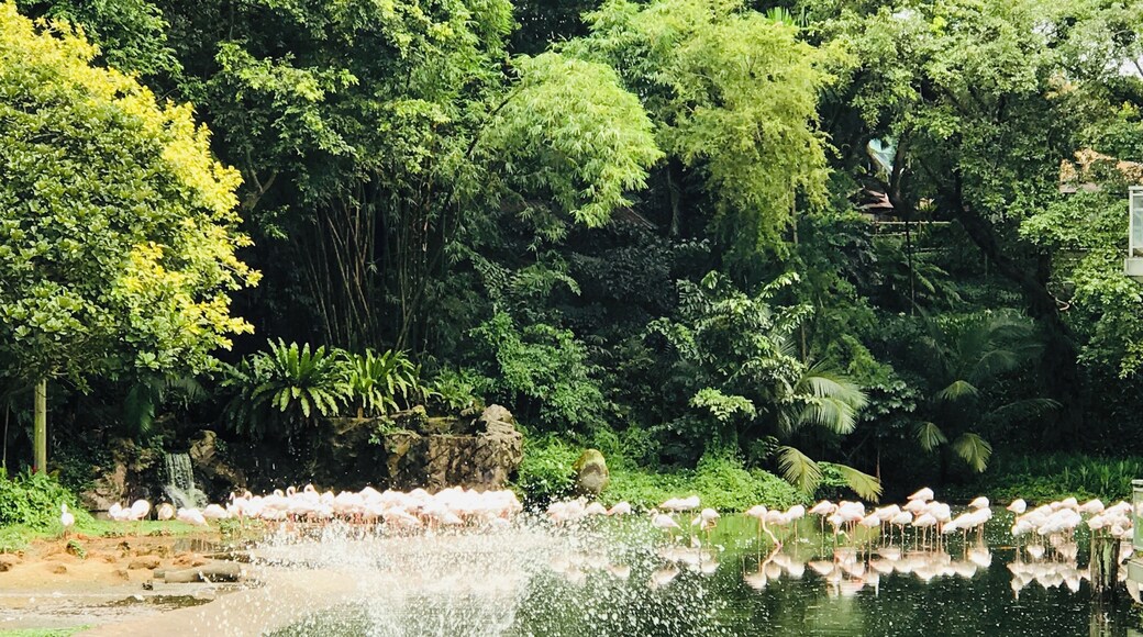 The birds here are kept very close to nature. There a wide variety of exotic birds that can be found here. #trovember