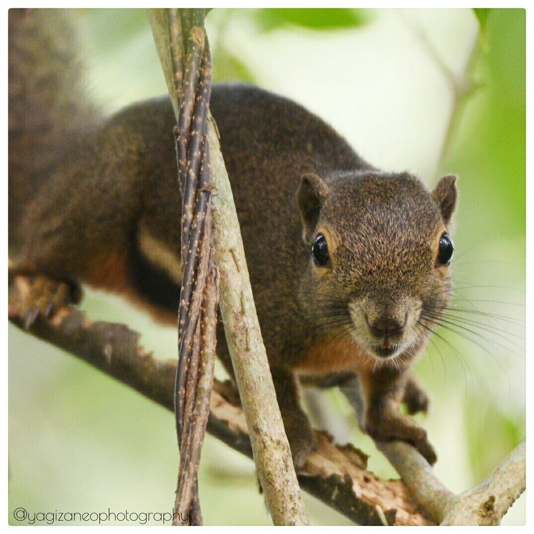 A friendly squirrel came by to say Hi while I explored this hidden nature of Singapore, away from the high rise buildings. #squirrel #sungeibuloh #singapore #wildlife