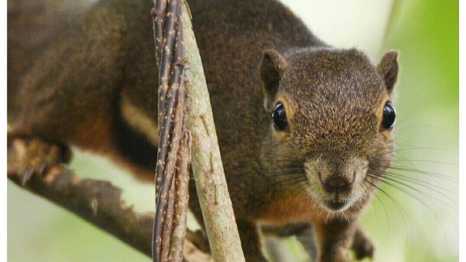 Ein Eichhörnchen auf einem Ast.