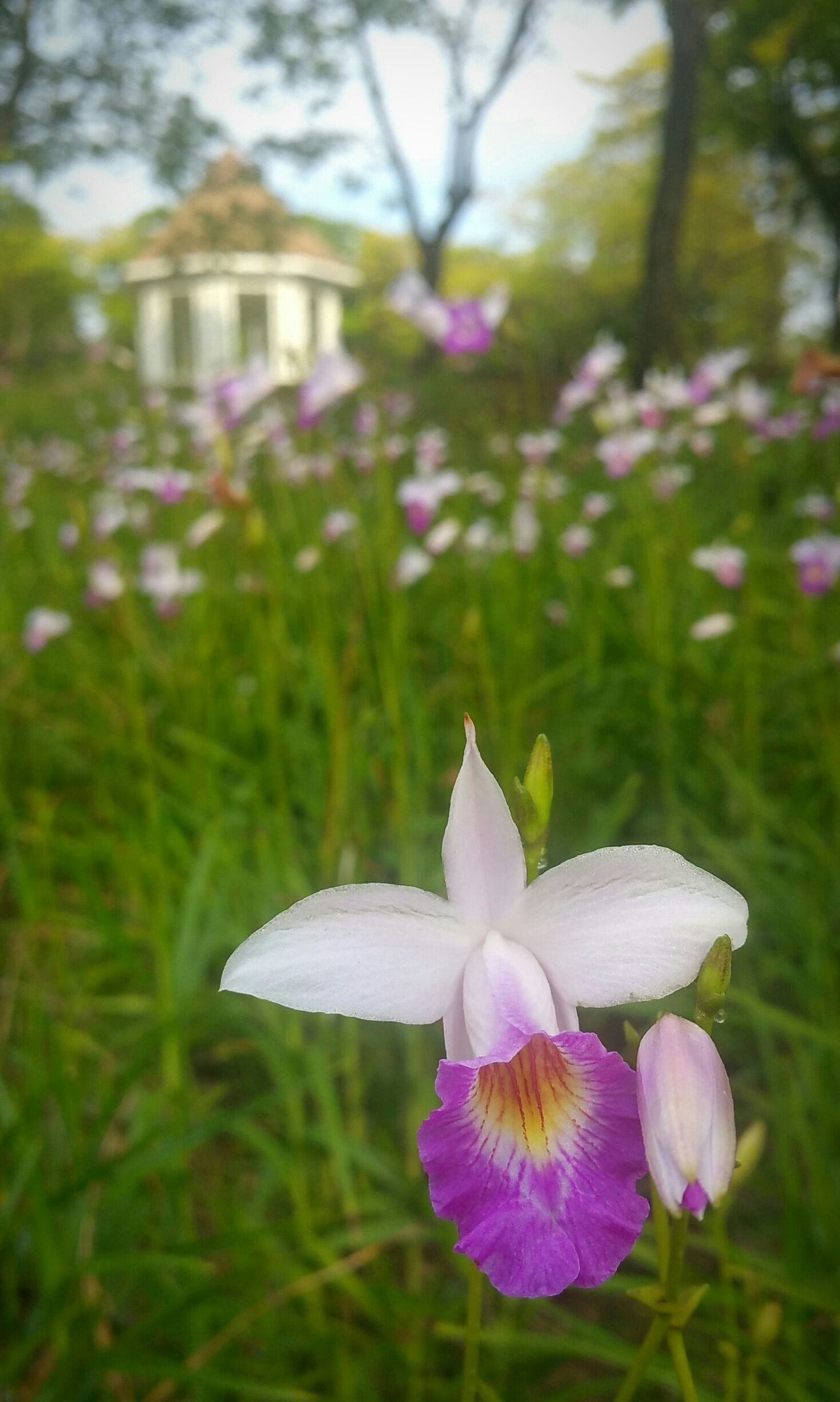 Orchids surrounding the bandstand in the Singapore Botanical Gardens, a UNESCO World Heritage site.

The orchid family has about 28000 species, with quite a number of them originated from here.