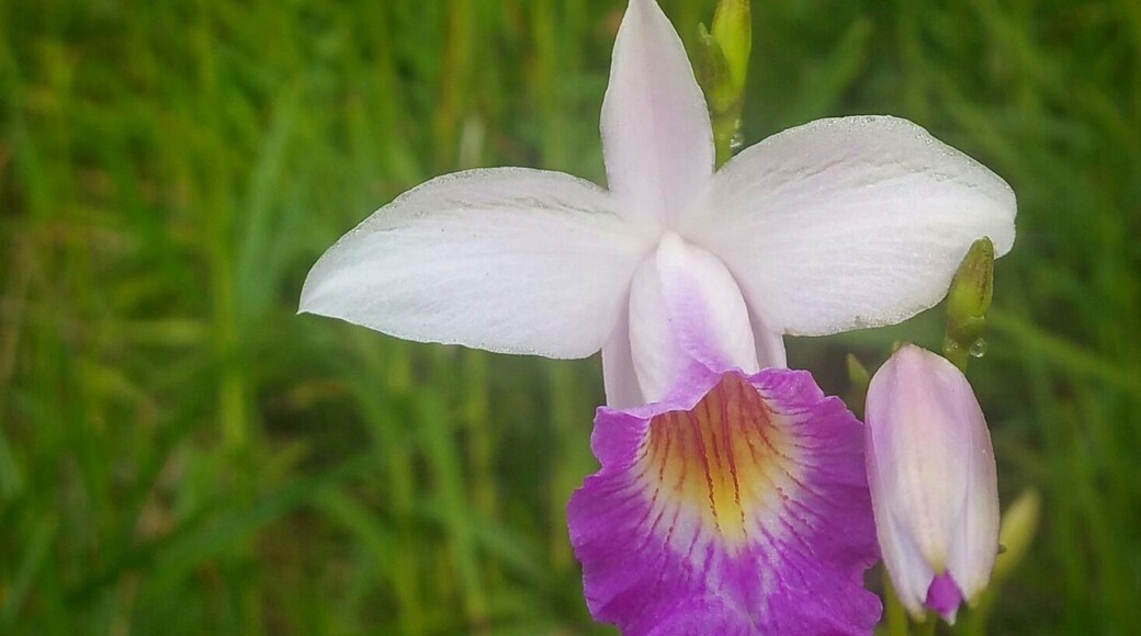 Orchids surrounding the bandstand in the Singapore Botanical Gardens, a UNESCO World Heritage site.
The orchid family has about 28000 species, with quite a number of them originated from here.