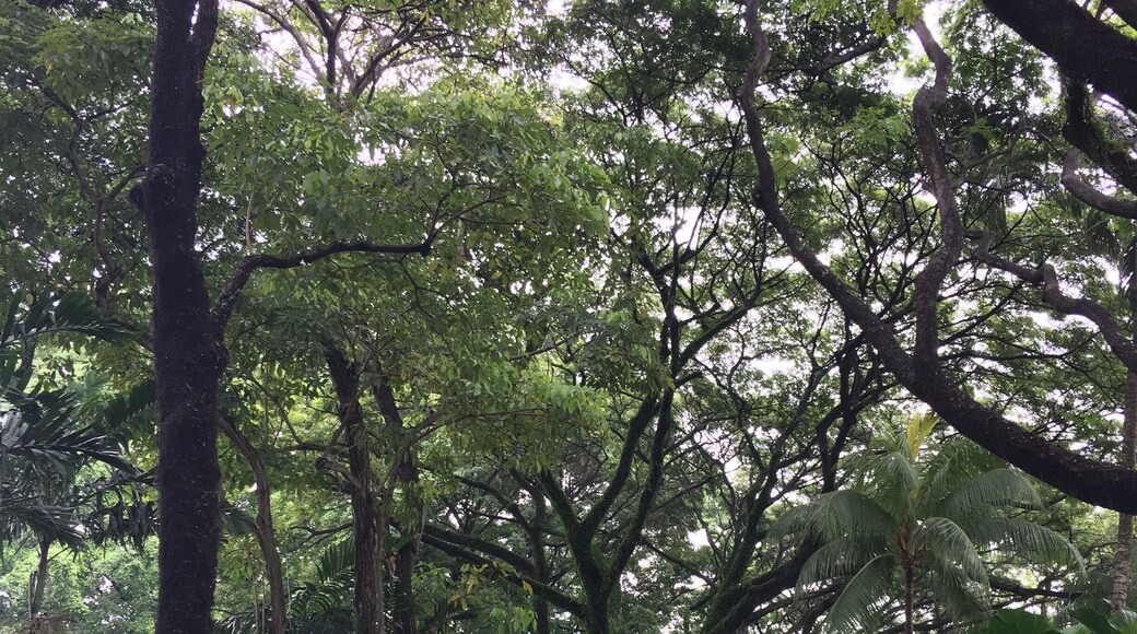 A secret garden near Bugis #lifeatexpedia