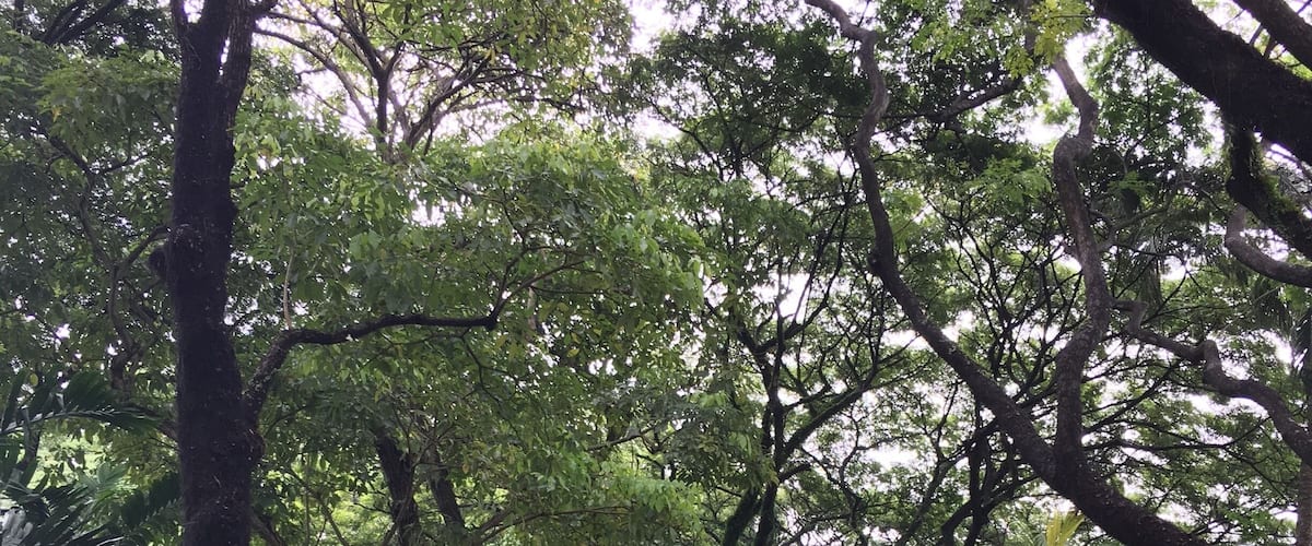 A secret garden near Bugis #lifeatexpedia