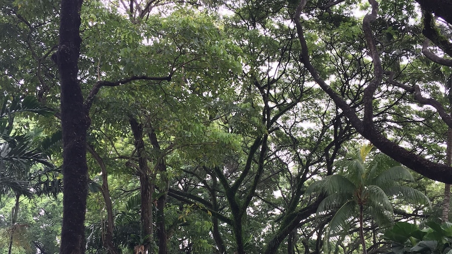 A secret garden near Bugis #lifeatexpedia