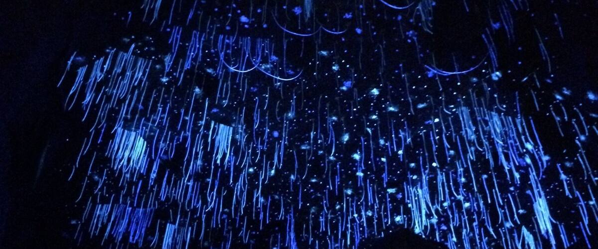 In the caves during a walk through the rainforest... such a unique experience