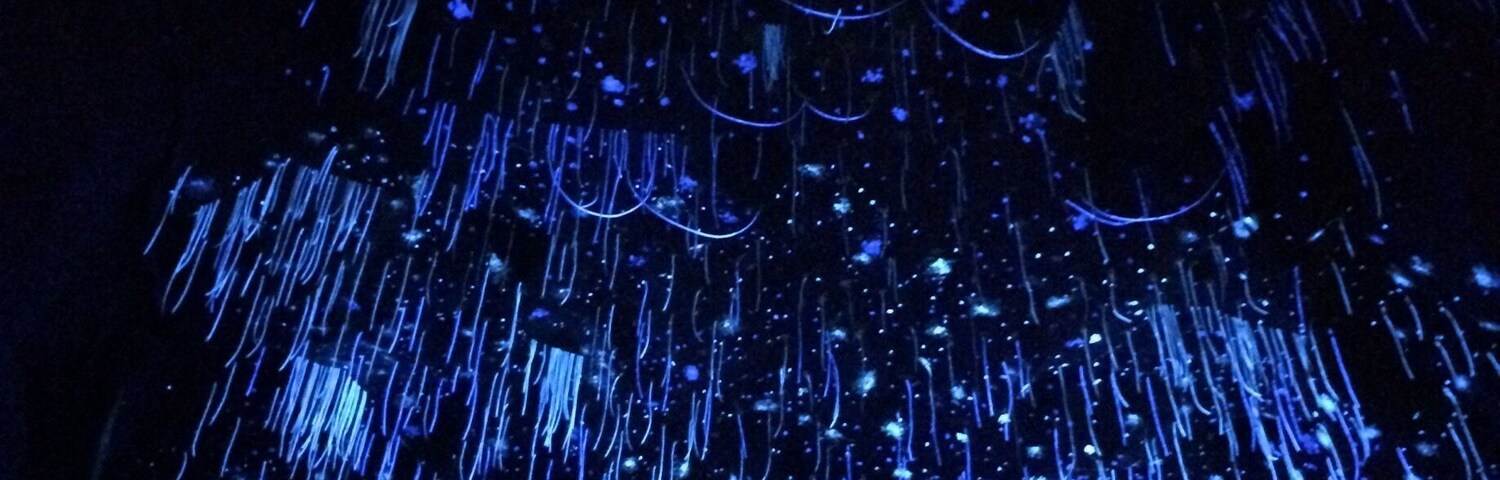 In the caves during a walk through the rainforest... such a unique experience