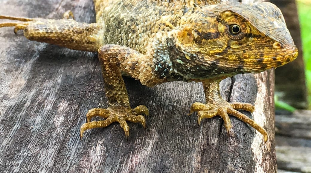 A nice place to take a morning walk and get to see local flora and fauna like this lizard.