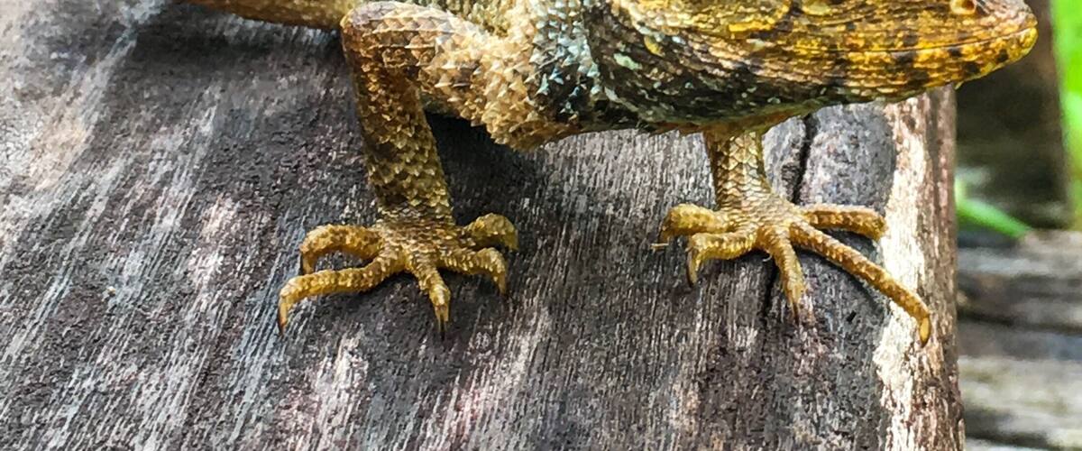 A nice place to take a morning walk and get to see local flora and fauna like this lizard.