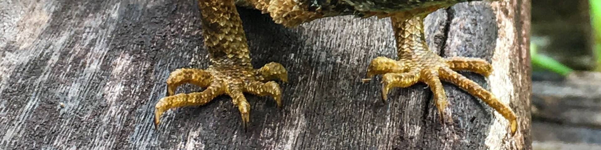 A nice place to take a morning walk and get to see local flora and fauna like this lizard.