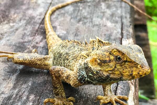 A nice place to take a morning walk and get to see local flora and fauna like this lizard.