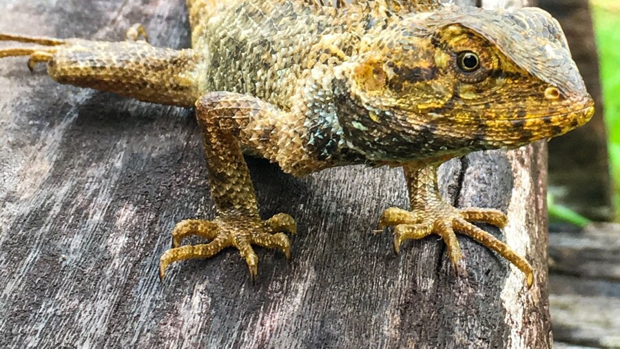 A nice place to take a morning walk and get to see local flora and fauna like this lizard.