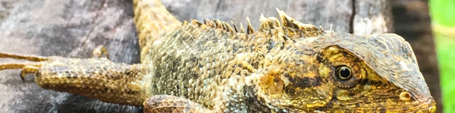 A nice place to take a morning walk and get to see local flora and fauna like this lizard.