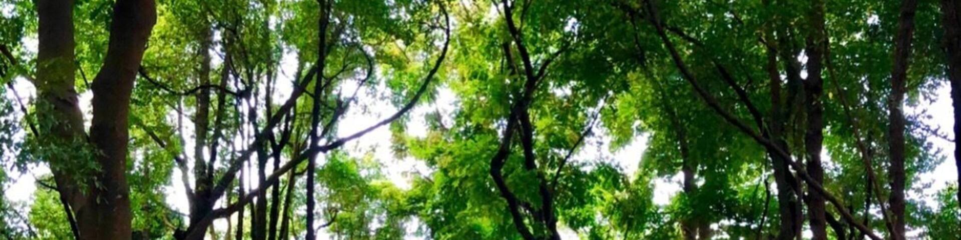 WT : Take a magic morning walk, lounge under a shady tree...the size of it speaks of age and history!
1942 : extremely fierce battle during ww2
2018 : a remarkably peaceful park! #singapore #KentRidgePark