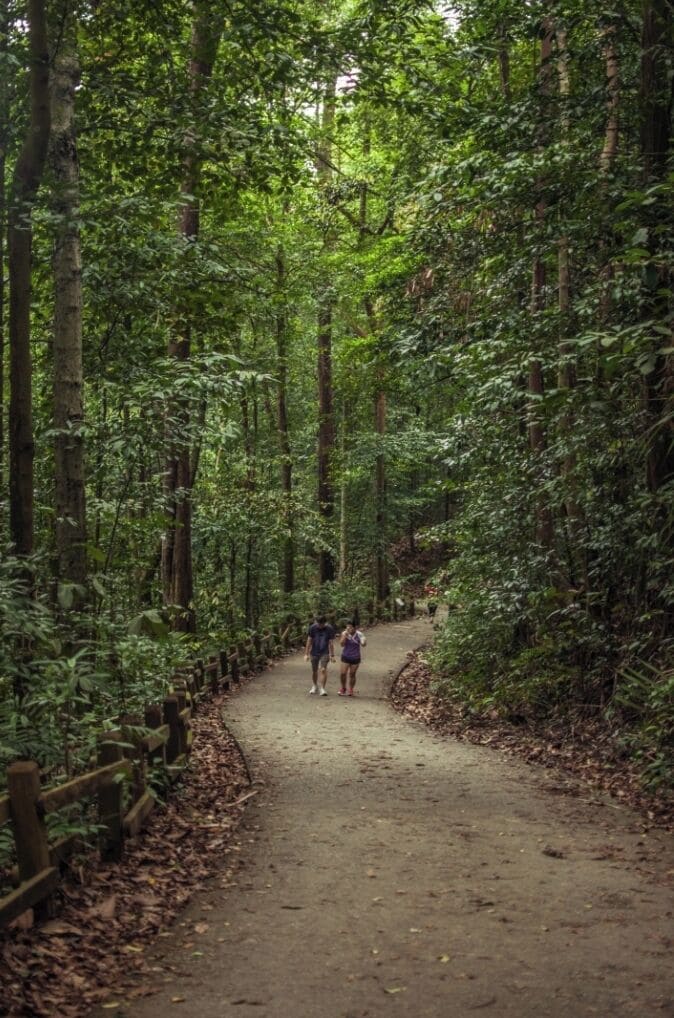 Singapore's nature reserves are so special and enchanting. Not many tourists know that Singapore is home to so many nature reserves that offers much serenity to the souls thirsty for some #green, recluse, and happiness.
