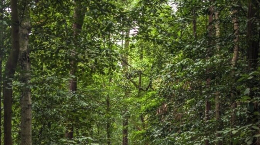 Singapore's nature reserves are so special and enchanting. Not many tourists know that Singapore is home to so many nature reserves that offers much serenity to the souls thirsty for some #green, recluse, and happiness.