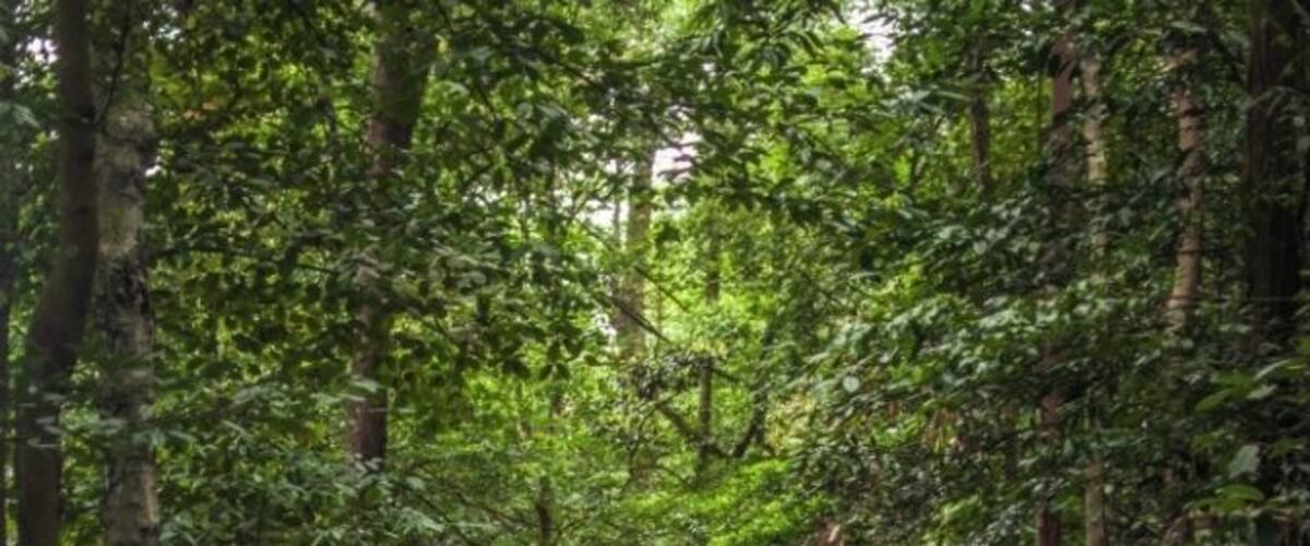 Singapore's nature reserves are so special and enchanting. Not many tourists know that Singapore is home to so many nature reserves that offers much serenity to the souls thirsty for some #green, recluse, and happiness.