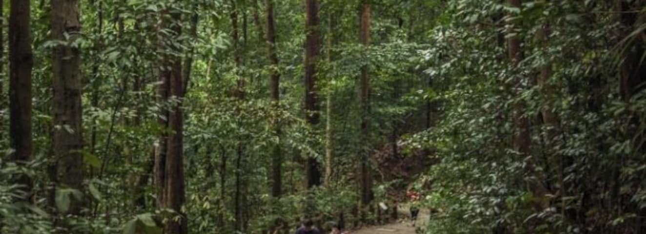 Singapore's nature reserves are so special and enchanting. Not many tourists know that Singapore is home to so many nature reserves that offers much serenity to the souls thirsty for some #green, recluse, and happiness.