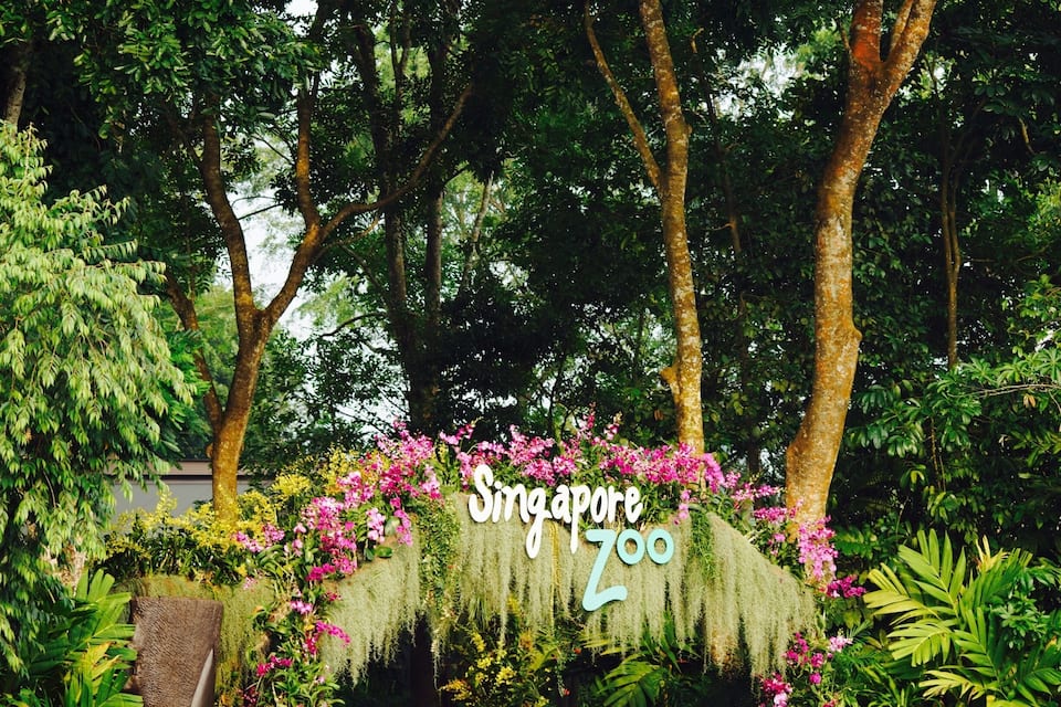 A lush garden with a sign reading "Singapore Zoo".
