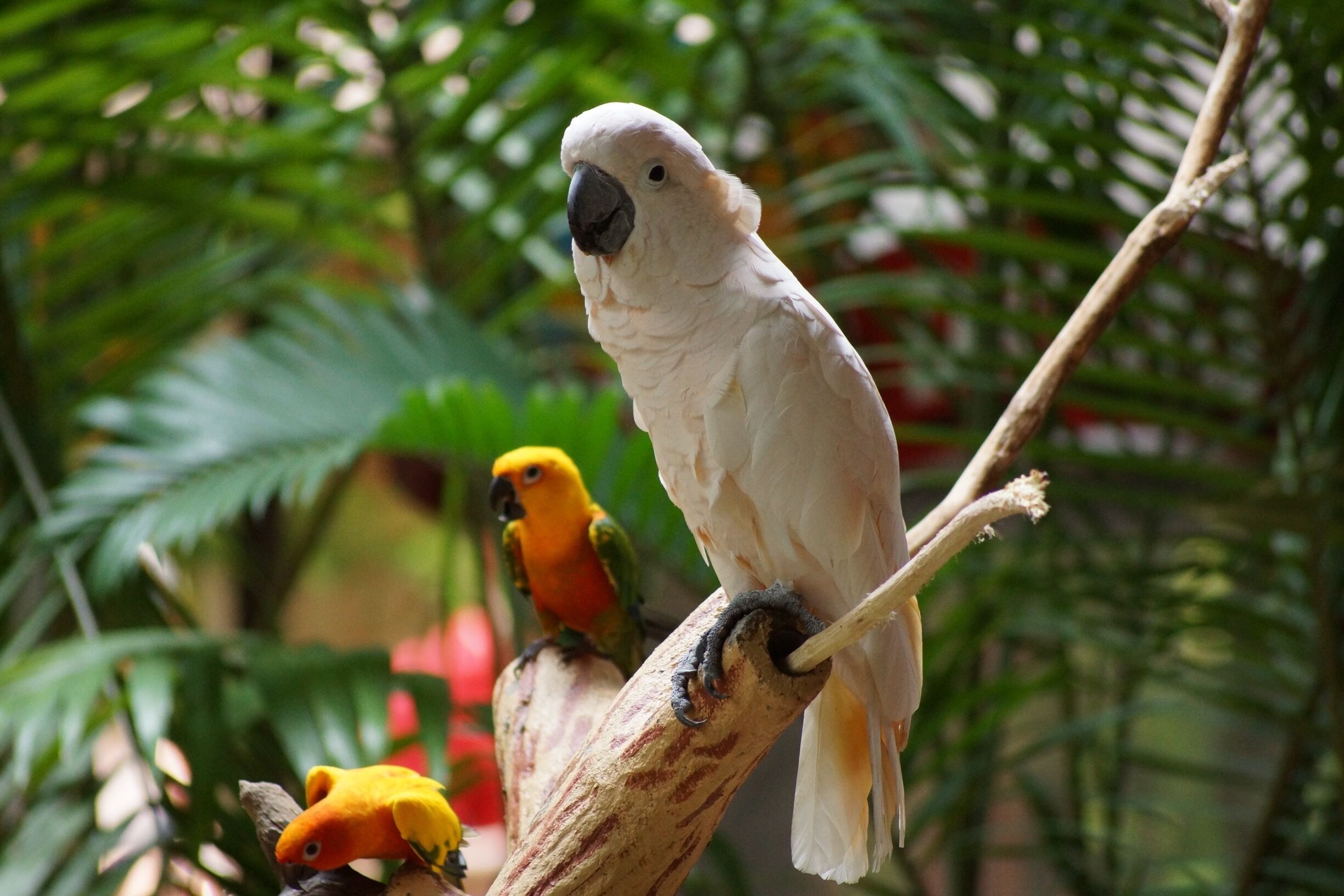 The parrots are so beautiful 
