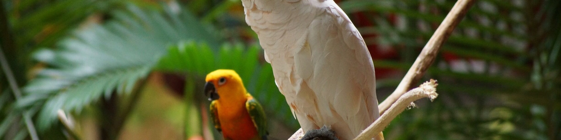 The parrots are so beautiful