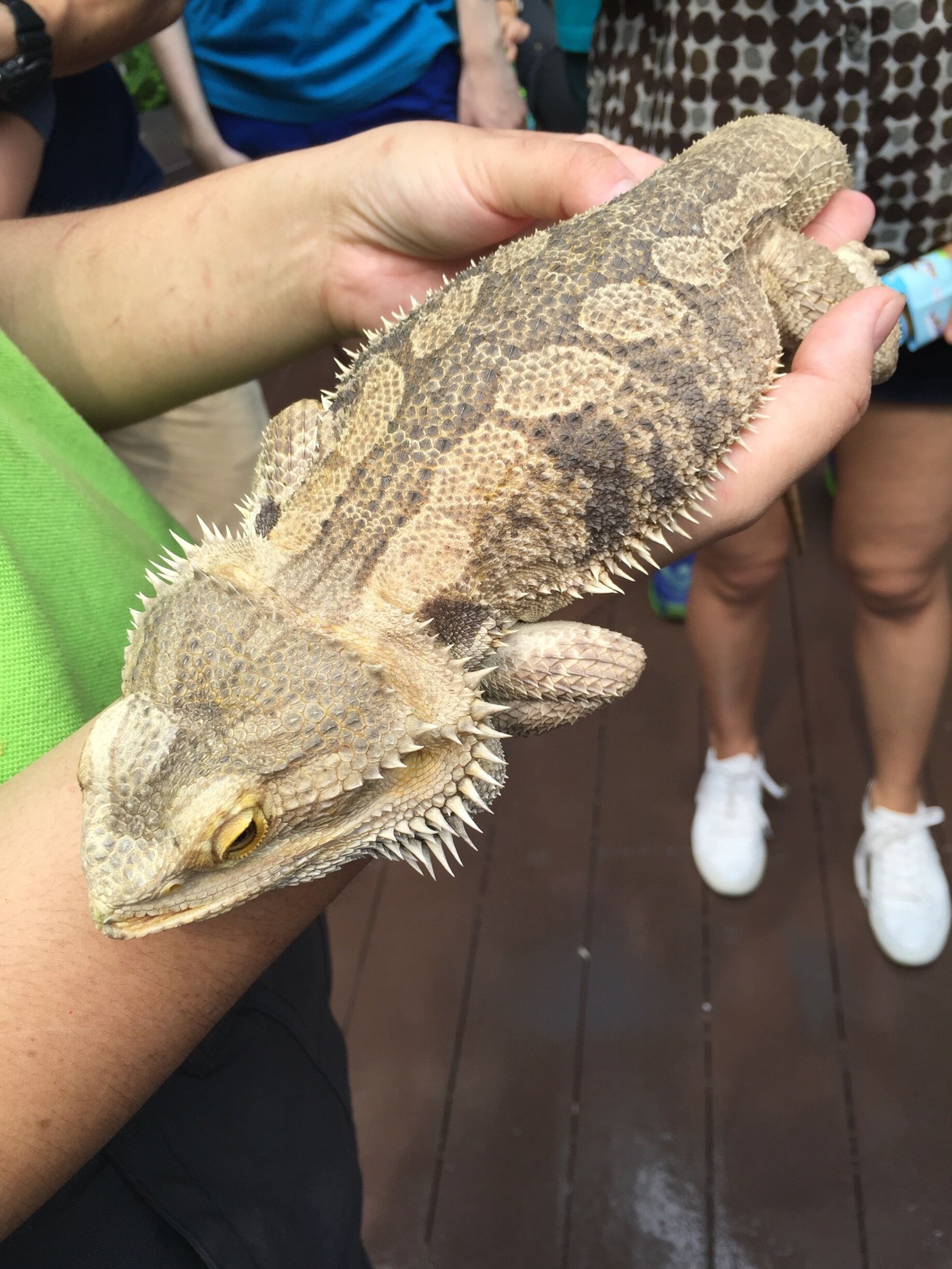Close encounter of a beautiful lizard!