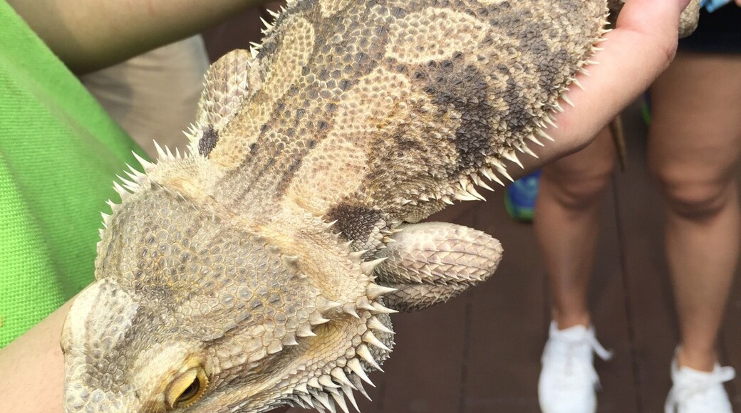 Close encounter of a beautiful lizard!