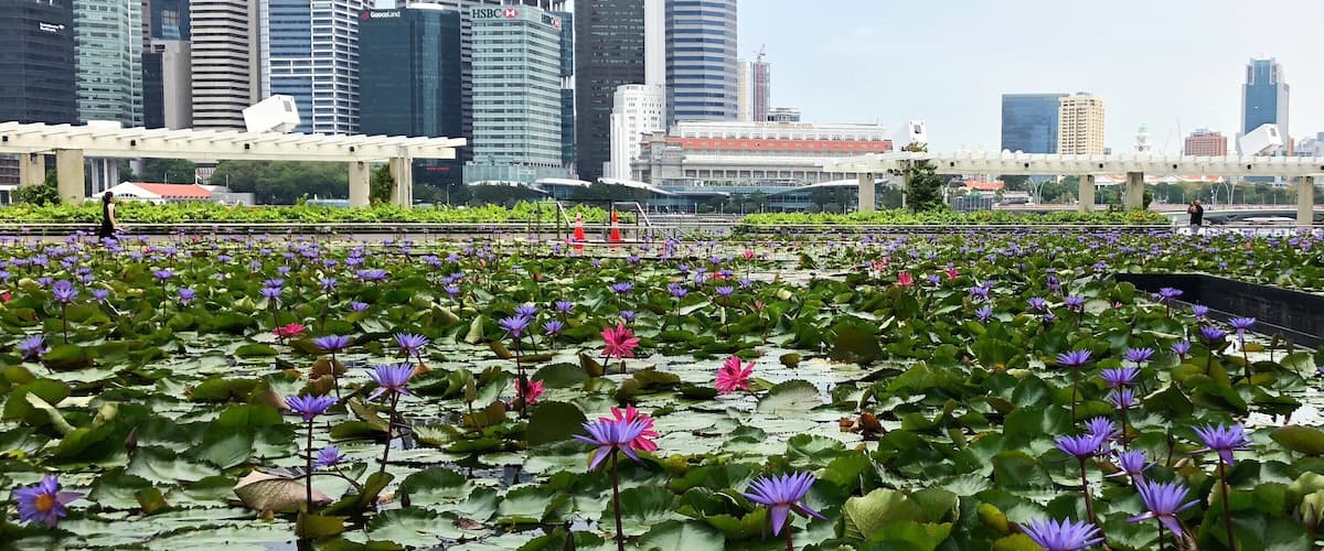 Purple Lotus Field (Singapore)
#flowers #singapore #asia
March 2019 - iPhone 8