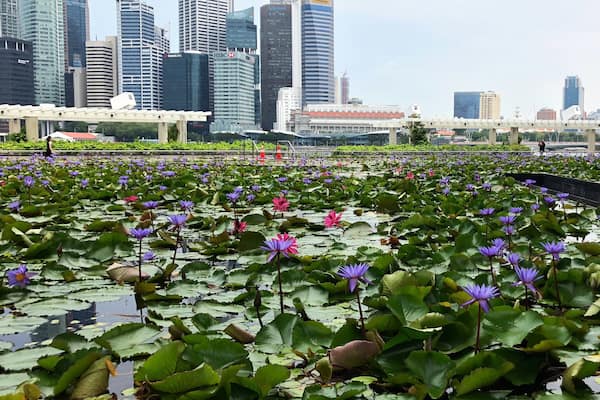 Purple Lotus Field (Singapore)
#flowers #singapore #asia
March 2019 - iPhone 8