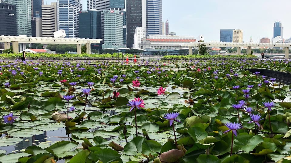 Purple Lotus Field (Singapore)
#flowers #singapore #asia
March 2019 - iPhone 8