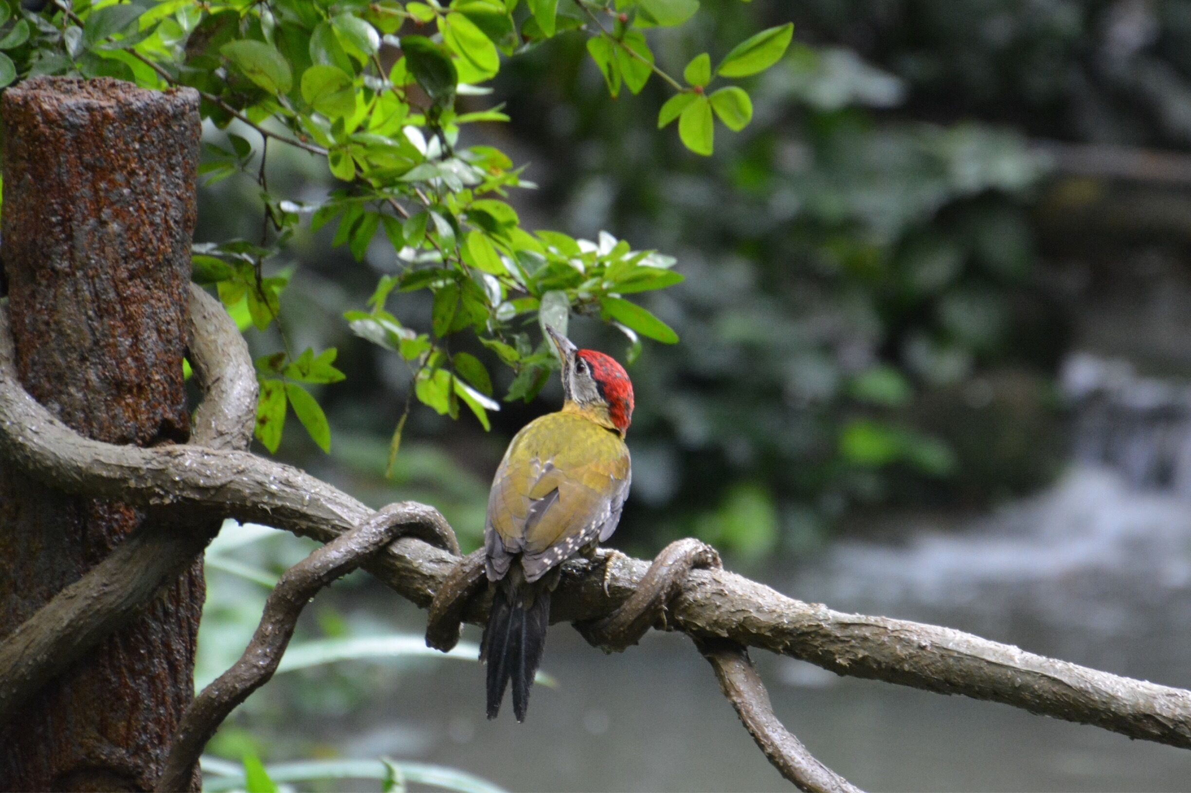 The birds were so interesting at the Jurong Bird Park in Singapore. 