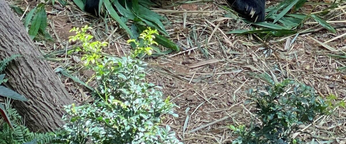 Kai Kai one of 2 beautiful Pandas on loan to Singapore Zoo from China. ๐ผ he was absolutely gorgeous and I couldโve watched him all day! Of course, it would always be better to see any animal in its natural habitat but Kai Kai had been rescued as a baby when his home was destroyed ๐ #Singapore Zoo