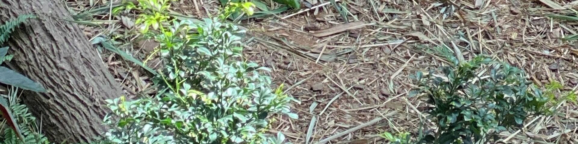 Kai Kai one of 2 beautiful Pandas on loan to Singapore Zoo from China. đŒ he was absolutely gorgeous and I couldâve watched him all day! Of course, it would always be better to see any animal in its natural habitat but Kai Kai had been rescued as a baby when his home was destroyed đ #Singapore Zoo