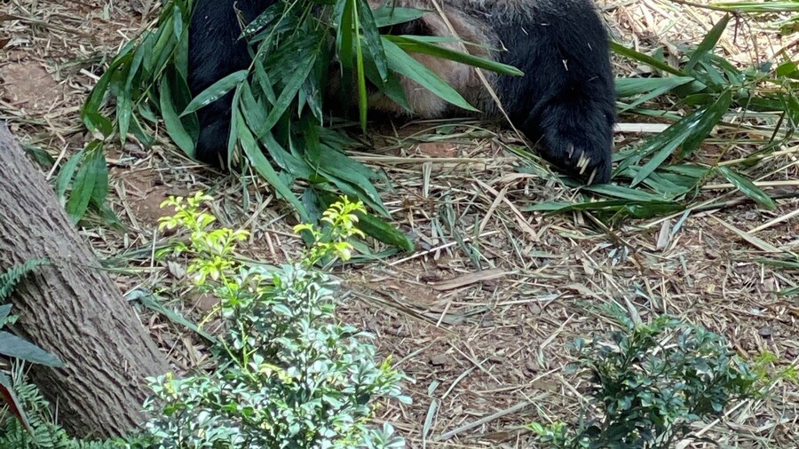 Kai Kai one of 2 beautiful Pandas on loan to Singapore Zoo from China. đŒ he was absolutely gorgeous and I couldâve watched him all day! Of course, it would always be better to see any animal in its natural habitat but Kai Kai had been rescued as a baby when his home was destroyed đ #Singapore Zoo