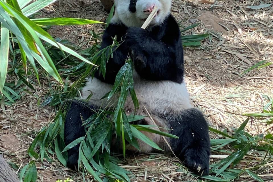 A panda eating bamboo in a naturalistic enclosure with trees and foliage.