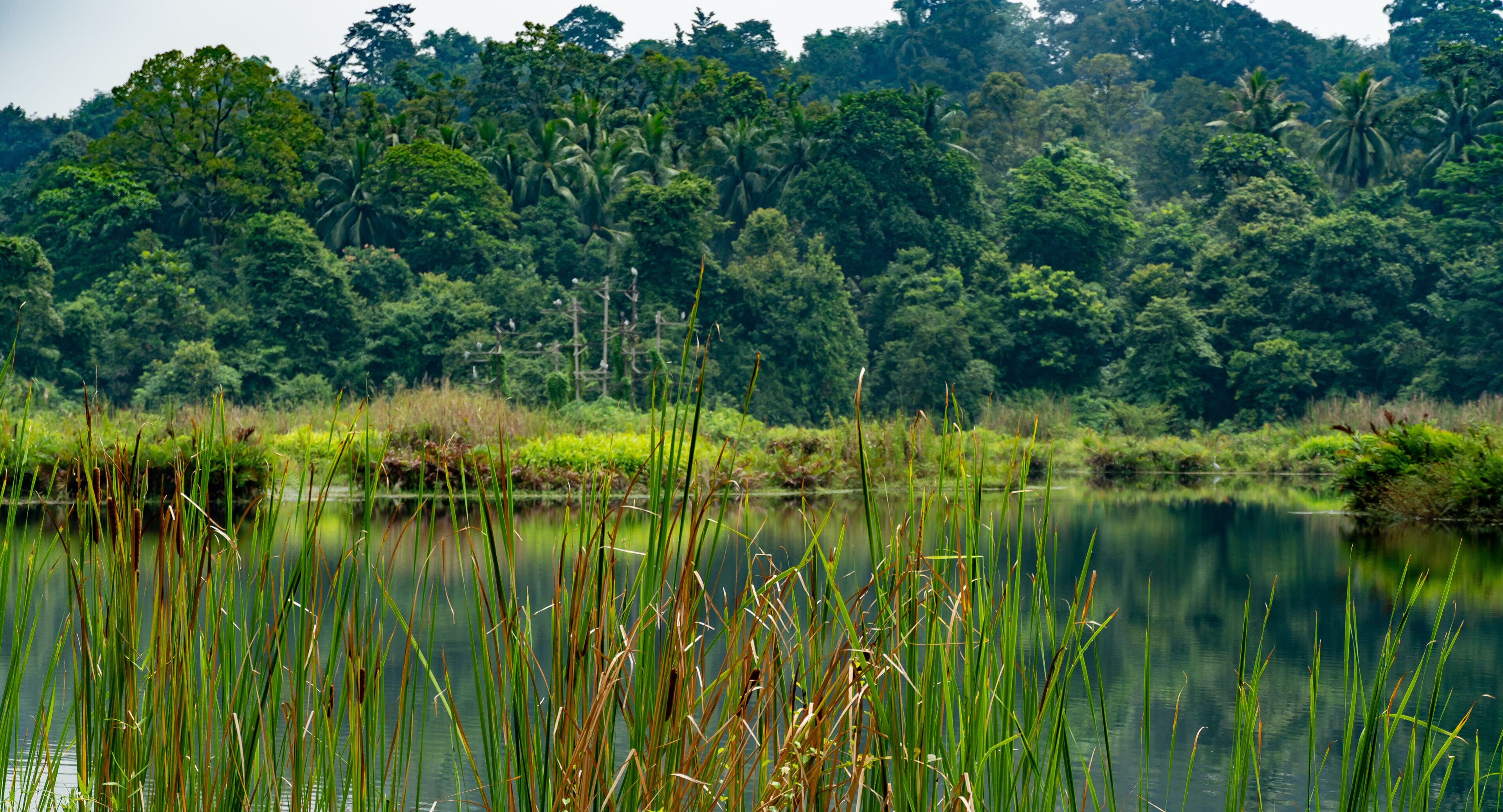 Un lago tranquilo rodeado de densa selva tropical.