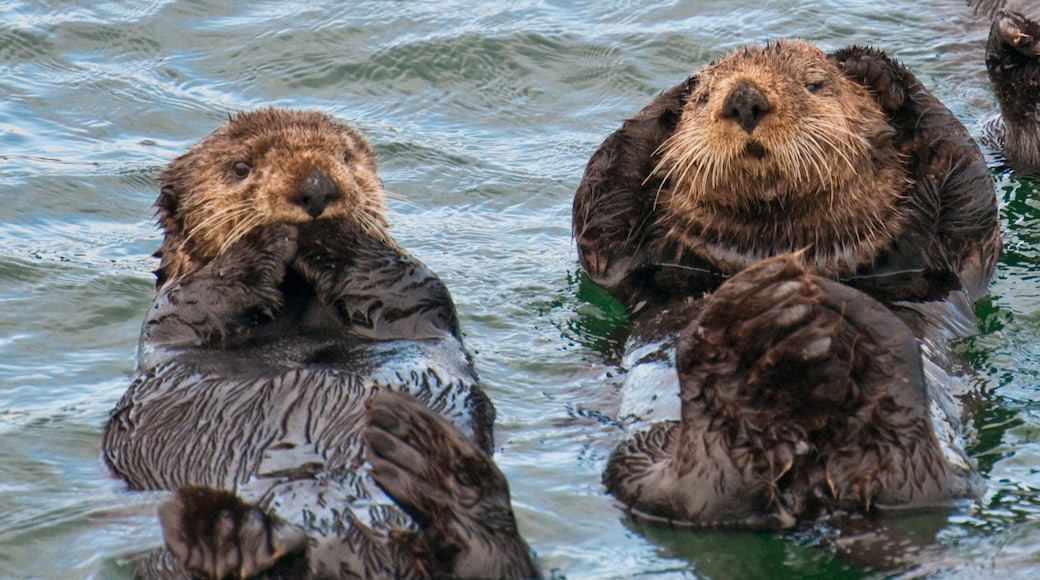 Sitka que incluye vida marina