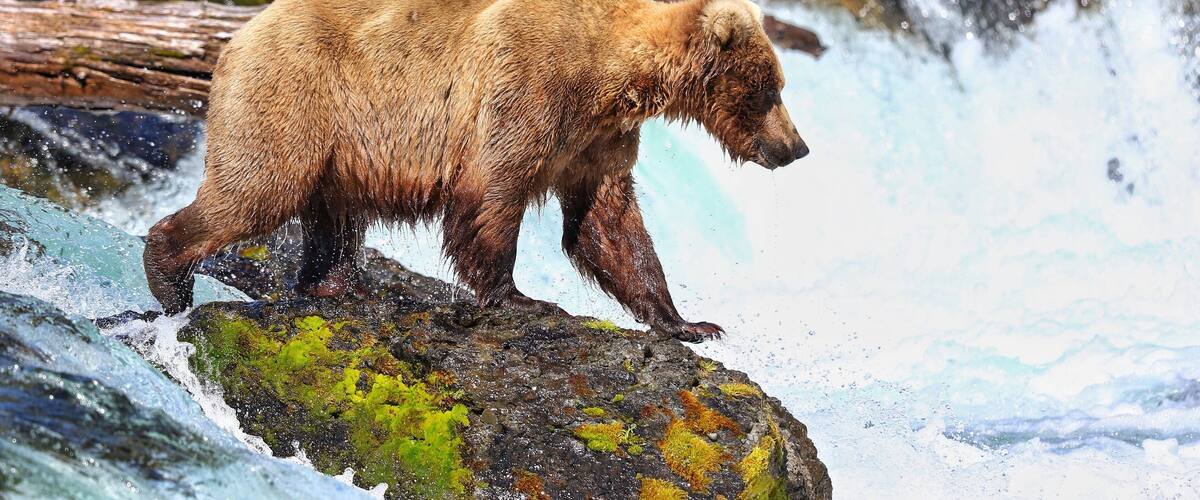 Grizzly waiting for dinner to jump in her mouth by the falls on Chichagof island in Southeast Alaska. It was quite an #adventure cause it was just me and her, as the planes took off to base camp to gather some supplies.