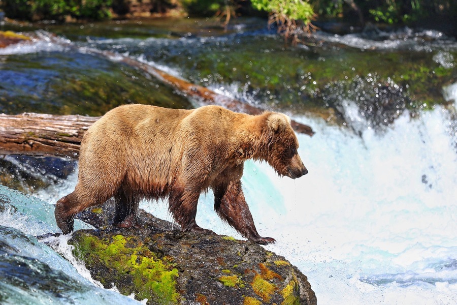 Grizzly waiting for dinner to jump in her mouth by the falls on Chichagof island in Southeast Alaska. It was quite an #adventure cause it was just me and her, as the planes took off to base camp to gather some supplies.