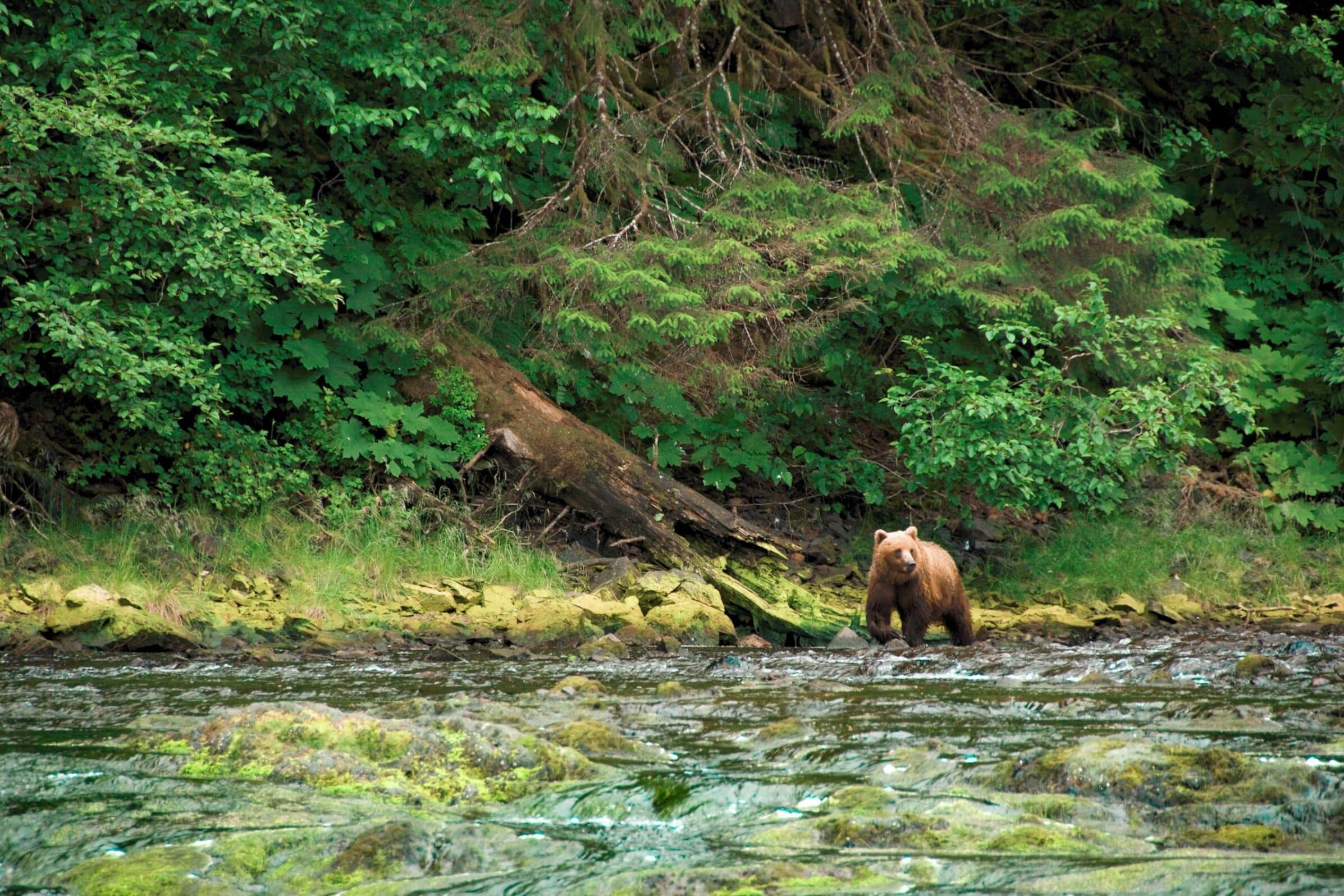 We took a float plane to Chichagof island to hopefully spot a bear. After nearly two hours of waiting, she started wondering down the stream and eventually across the rocks to eat some grass about thirty feet away from us! Talk about a whirlwind!! #adventure  
