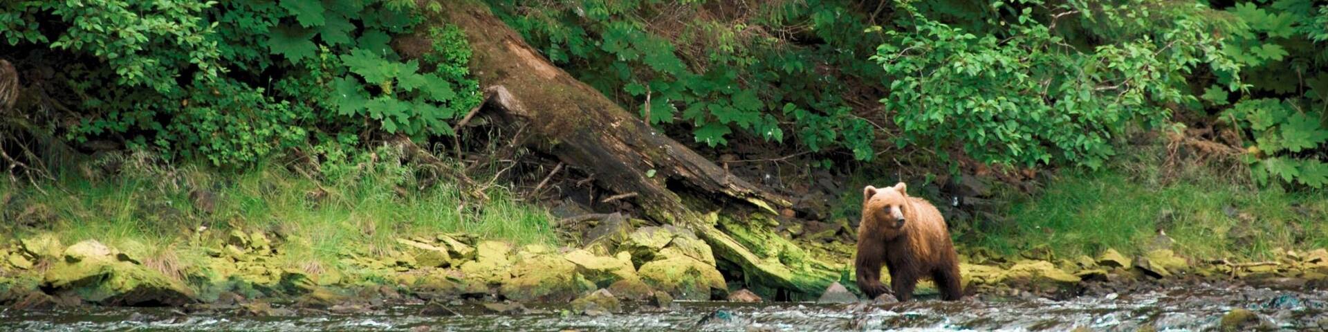 A bear standing by a river surrounded by dense green foliage.